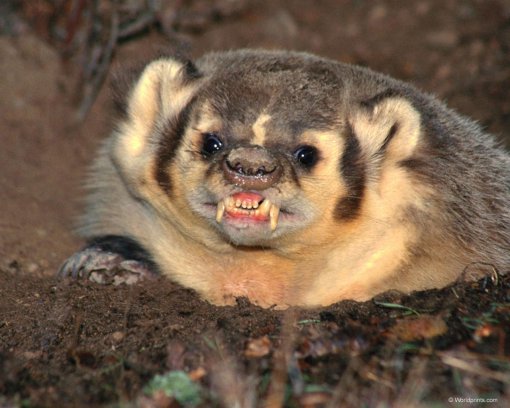 Like the honey badger, Sanfrecce don't give a f*** about the ACL. Image from: http://theshroom.wordpress.com/2011/09/14/advice-column-ask-a-honey-badger/